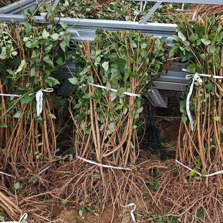 连翘苗 连翘苗批发 源头连翘苗 连翘树苗 批发连翘苗 连翘产地