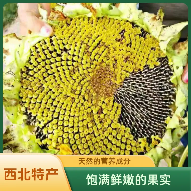 【顺丰超大盘】新鲜葵花盘向日葵头新鲜葵花籽鲜瓜子鲜嫩甜生瓜子