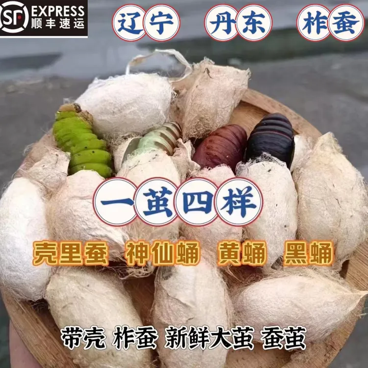 东北柞蚕带壳新鲜蚕茧大茧神仙蛹茧发货自剪顺丰包邮