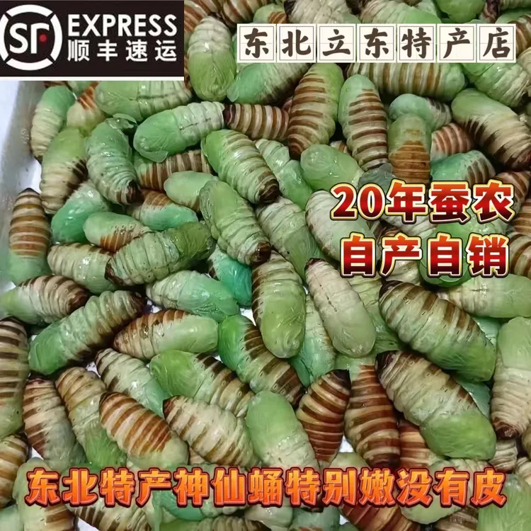 东北速冻嫩茧蛹神仙蛹绿色茧蛹薄皮冷冻神仙蛹瓶装