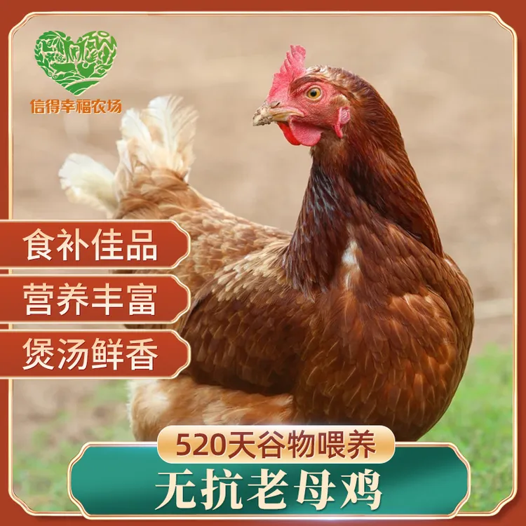 3只9斤老母鸡无激素新鲜五谷杂粮喂整只煲汤现杀无农残滋补母鸡