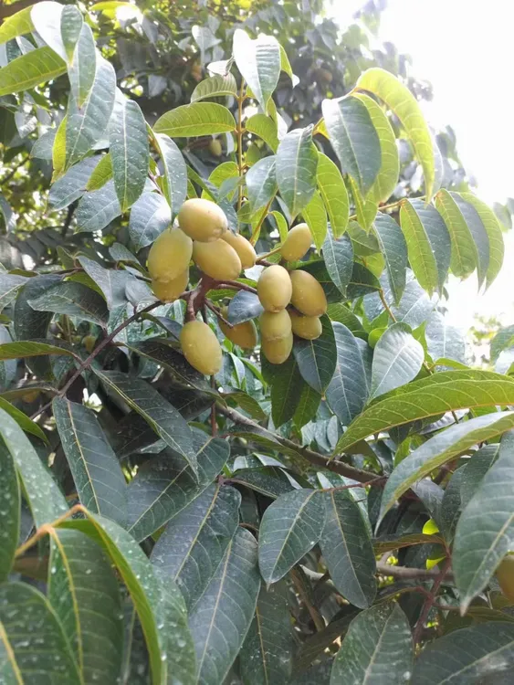 潮汕舍得23年三捻 三棱橄榄正宗金灶本地 入口甘香回甘1斤瓶装