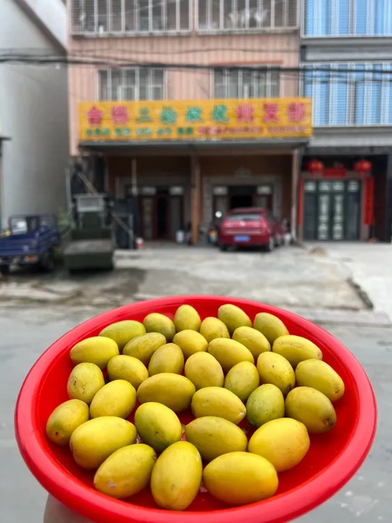 金灶舍得三捻橄榄一斤袋装鲜果特产送礼