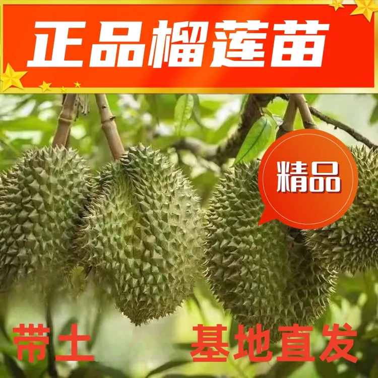 正宗果树苗猫山王金枕头嫁接苗改良花卉林木种子种苗种球榴莲苗