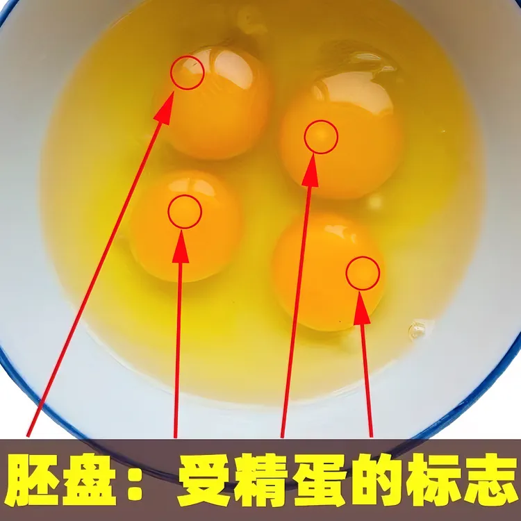 鹊岭土鸡蛋混装（鹊山鸡蛋芦花鸡蛋鹊岭土鸡蛋)公母配比放养土鸡蛋