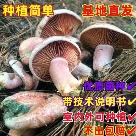 松菌菌种乌枞菌菌种鹅绒菌菌种青头菌菌种黄枞菌菌种人工种植种子