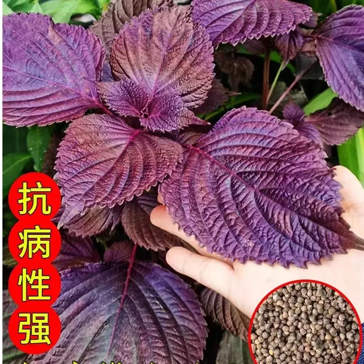 紫苏种子孑可食用双面叶子春秋播紫苏南方籽种盆栽种植蔬菜籽四季