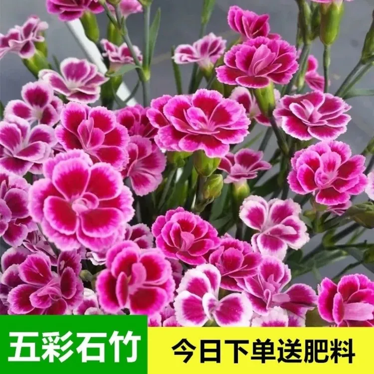石竹种子常夏石竹花耐寒五彩种籽子四季播种开花混色易种易活包邮