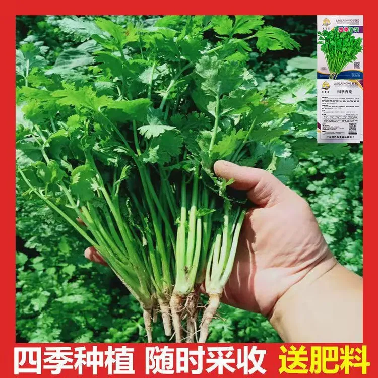 香菜种子大全农家盆栽芫荽菜种籽四季食用香菜香荽种籽蔬菜园荽籽