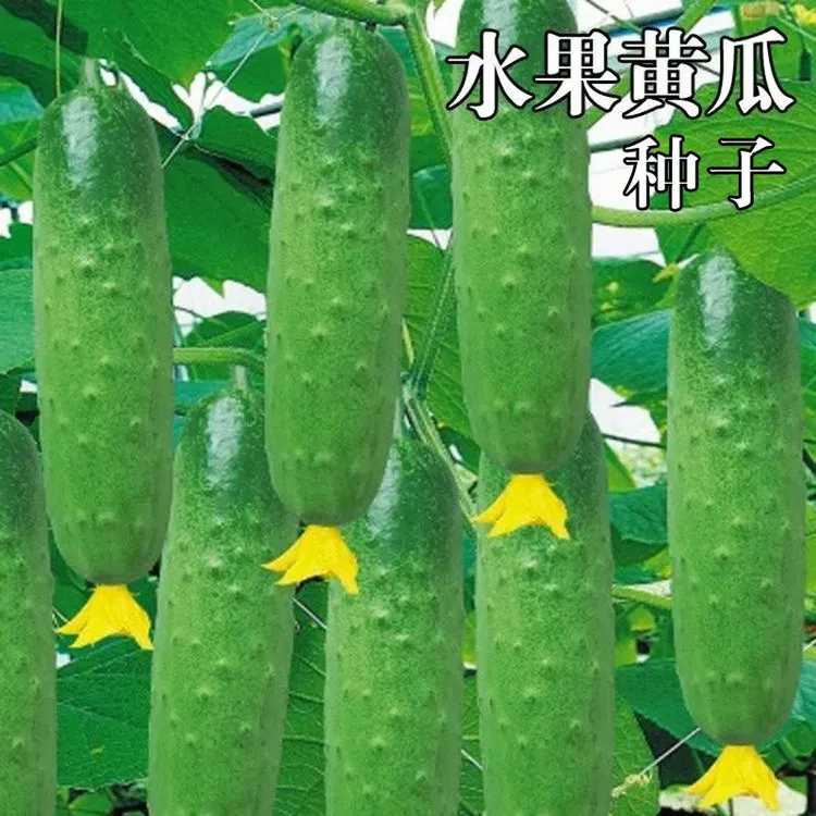 水果小黄瓜种子生吃贵妃四季蔬菜种子批发高产本地新品种阳台甜脆