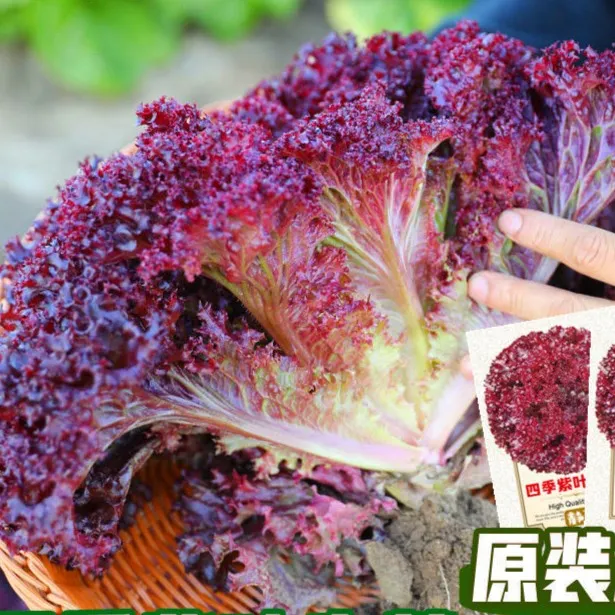 紫叶生菜种子易种沙拉菜种子四季种植耐寒热阳台庭院蔬菜种子菜籽