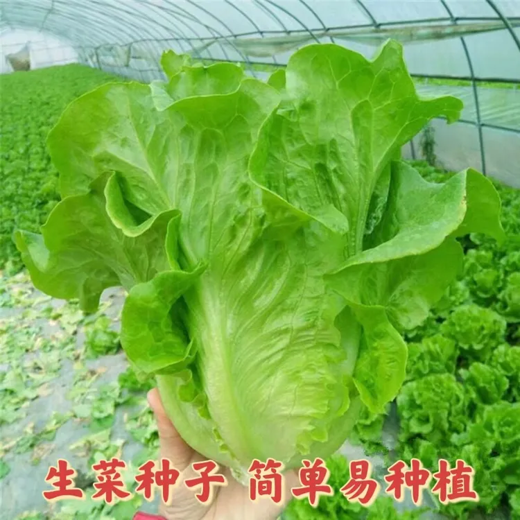意大利生菜种子耐冷耐热耐抽薹生吃脆甜爽口蔬菜四季阳台播种简单