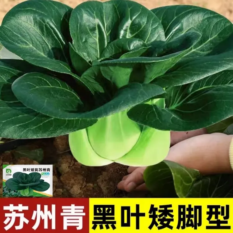 黑叶苏州青种子矮脚青梗菜春秋季适应耐寒上海青农家自种青菜种植