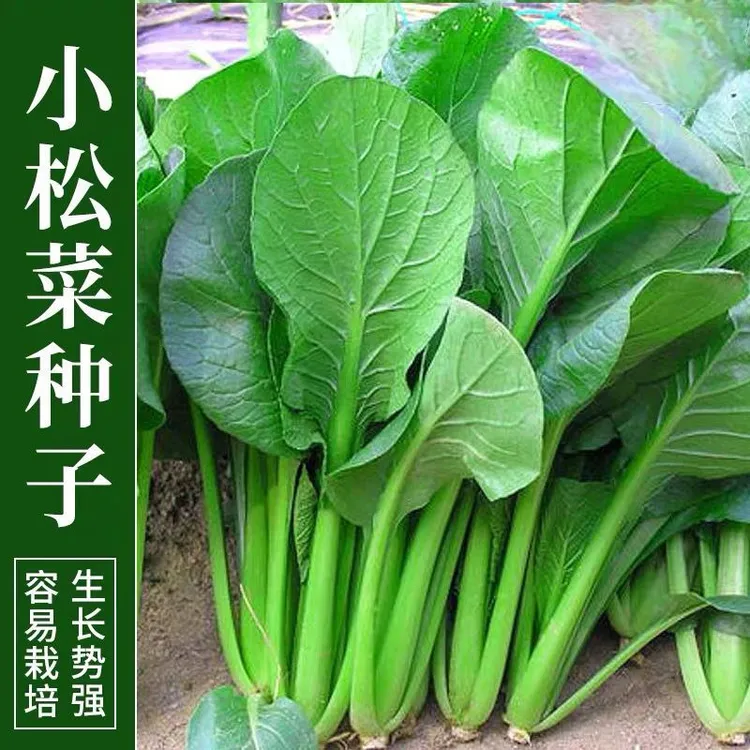 正宗小松菜种子青梗菜四季耐热速生青菜阳台青菘菜蔬菜种子耐高温