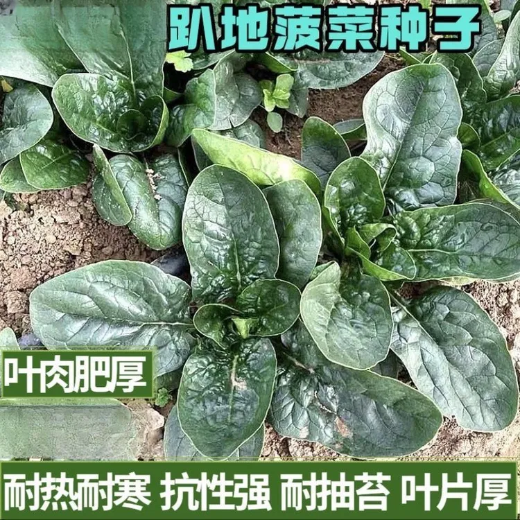 趴地菠菜种子黑园叶菠菜种籽播种生长速度快耐寒蔬菜种子大全种植
