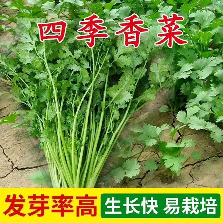 香菜种子阳台室内盆栽庭院蔬菜胡菜芫荽籽渔具四季可播种园荽种籽