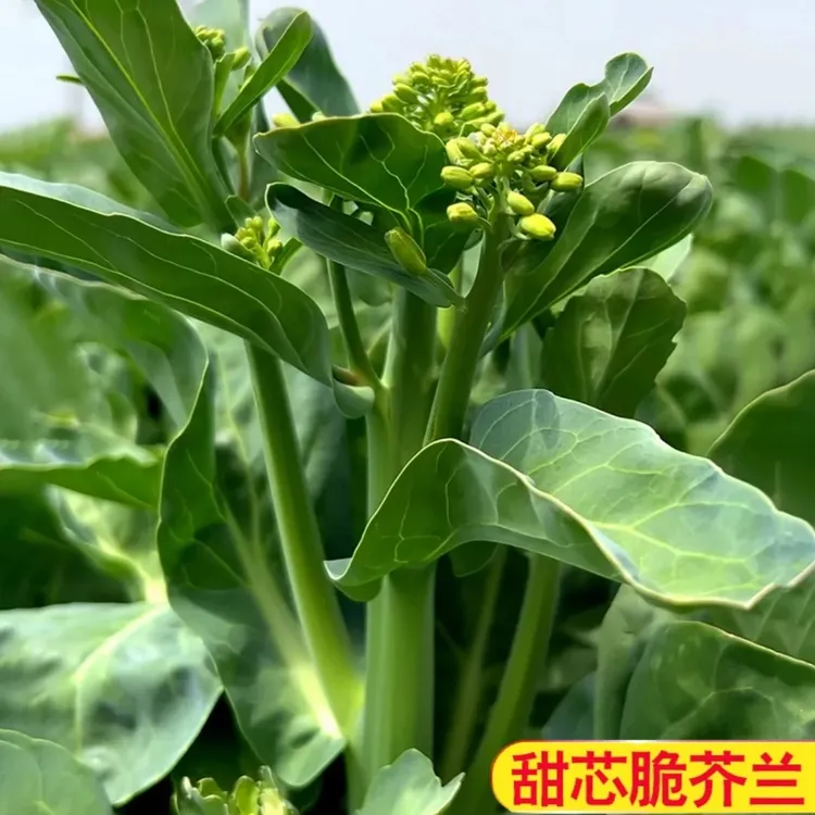【甜脆绿芥兰菜种子】芥蓝菜芥兰种子阳台庭院广东蔬菜种子大全四季