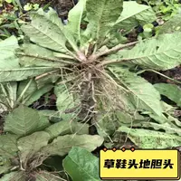 新鲜地胆头整棵发货湿品干品