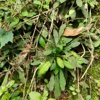 【陈红精选】肇庆大山新鲜白背地胆头
