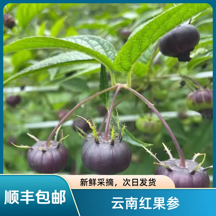 （顺丰包邮大果）红果参云南马关北纬23°特产水果，现摘现发新鲜水果