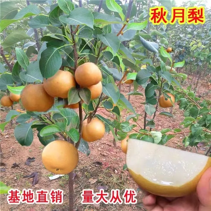 带果发货秋月梨土球脆甜大果嫁接梨树苗盆栽地栽南方北方种植无渣