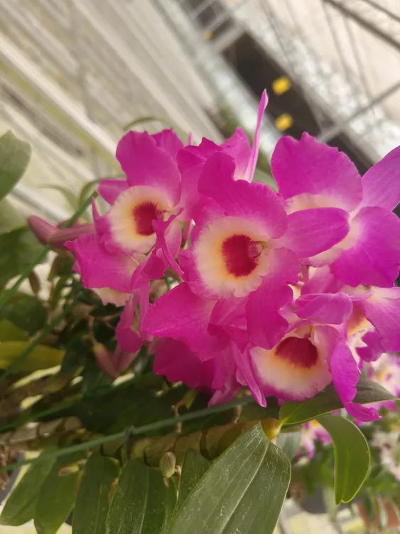 春石斛蒙娜丽莎 带花苞 盆栽兰花 客厅阳花卉室内外好养护