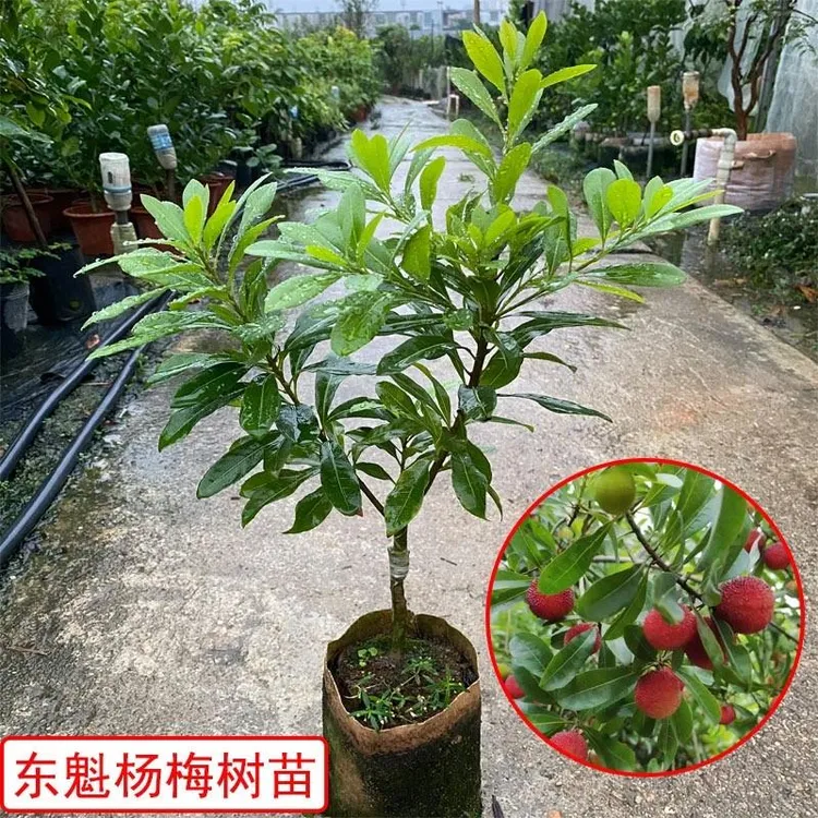 东魁杨梅树苗嫁接大果杨梅苗南北方种植盆栽地载带土带叶果苗正宗