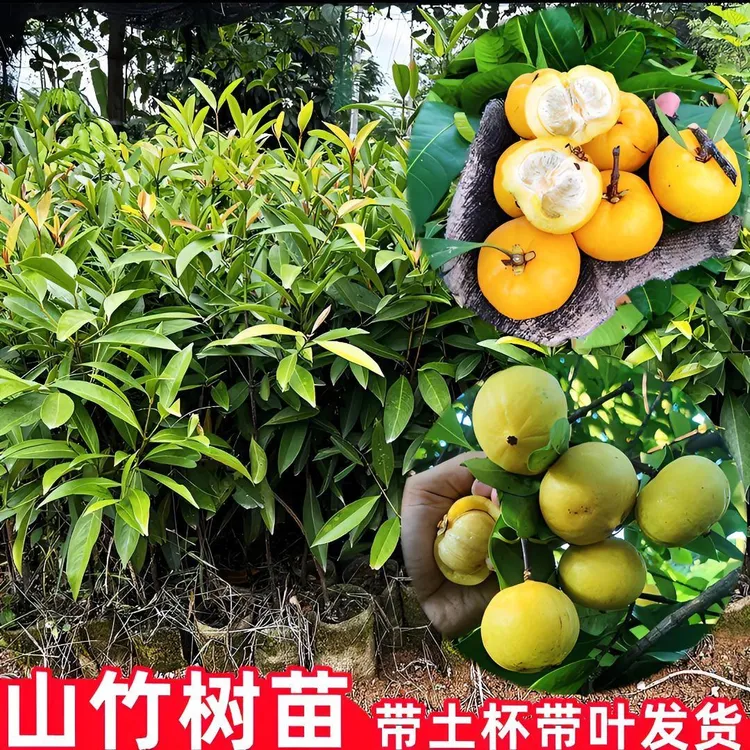 黄金山竹果树苗南北方可种植庭院盆栽地栽果树苗高产纯甜无酸
