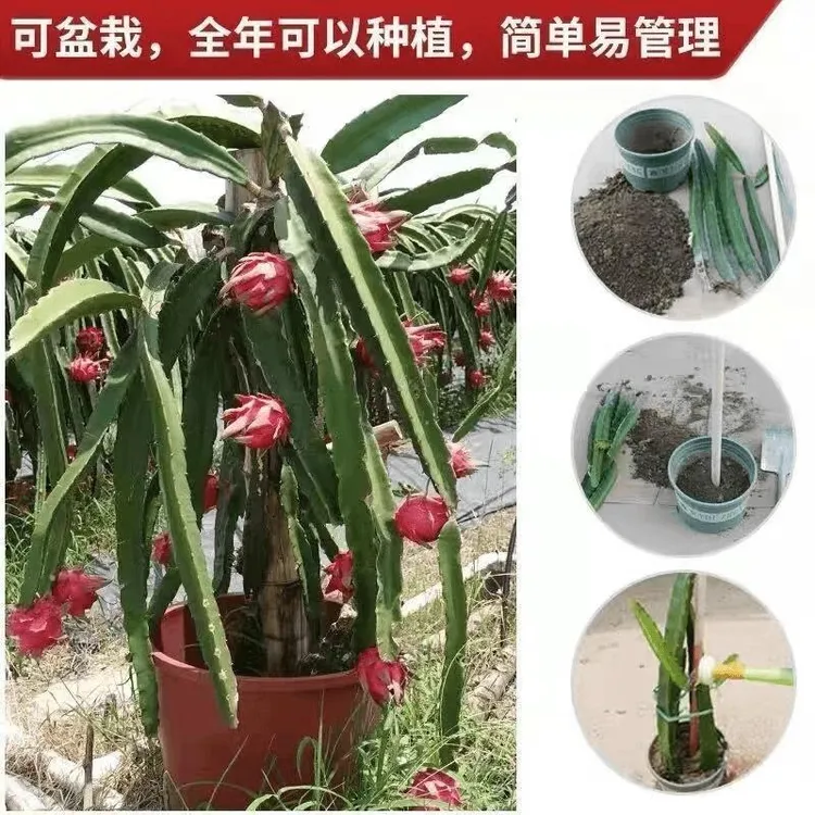 正宗红心火龙果苗金都一号火龙果苗盆栽地栽阳台庭院种植无需授粉