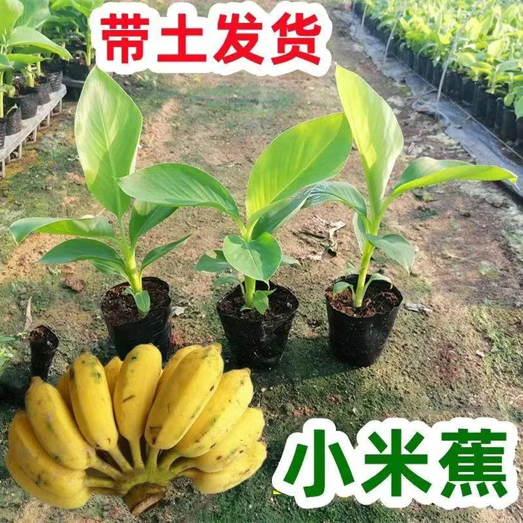 广西灵山粉蕉果树苗香蕉皇帝蕉小米蕉苹果蕉带土带叶发货当年结果