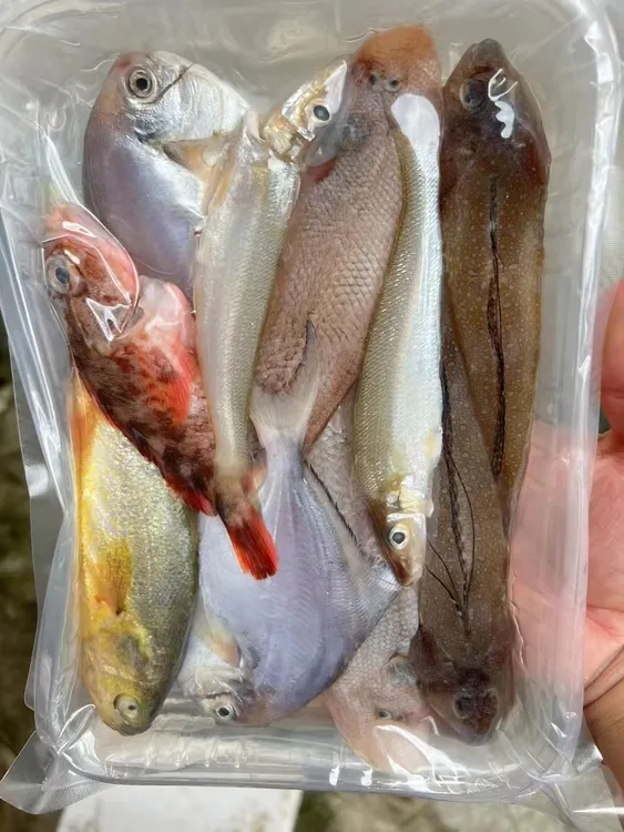 3斤浅海杂鱼以当天为准图片只供参考 杂鱼 不杀