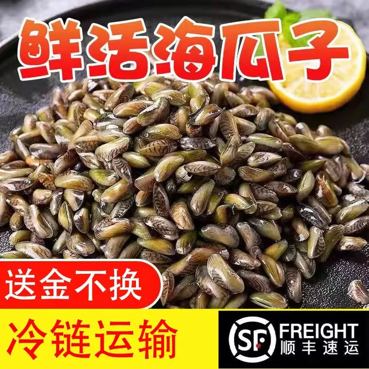 海瓜子薄壳3斤包邮/1斤1份肉质饱满新鲜海鲜水产/送九层塔金不换