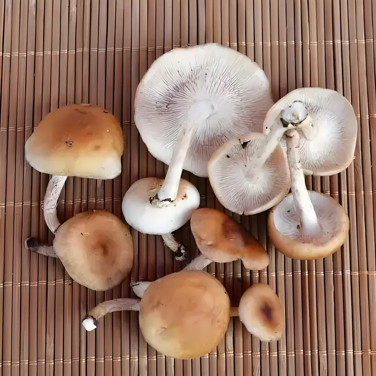 云南菌菇新鲜大朵香蕈菌子当季蘑菇香信火锅煲汤松茸菇