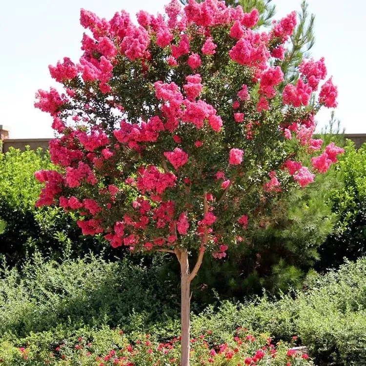 紫薇花苗紫薇树紫薇树苗红花小苗百日红红火箭基地庭院种植苗树形