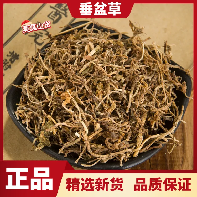 垂盆草野生垂盆草新鲜干货正宗垂盆草无硫正品新货散装另售益母草