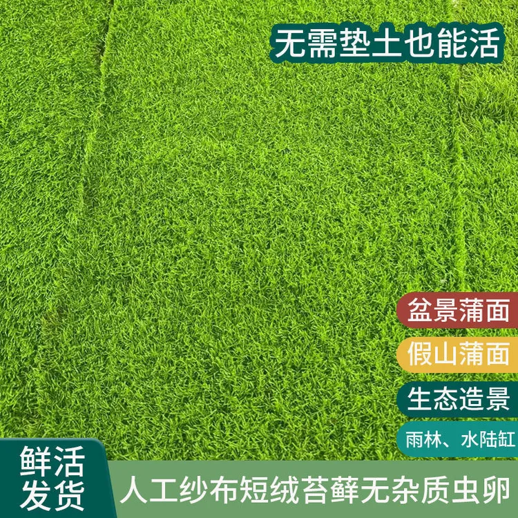 鲜活人工培育纱布短绒苔藓微景观盆景庭院造景雨林水陆缸铺面草皮