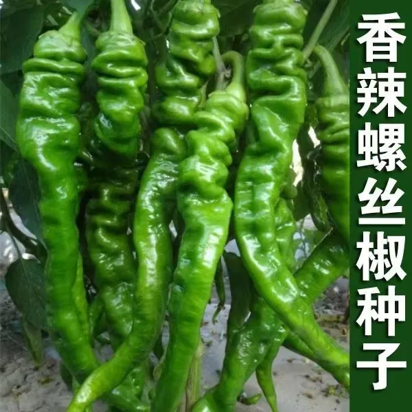 【香辣螺丝椒种籽】螺丝椒种子早熟辣椒四季食用蔬菜种子家庭种植商品图