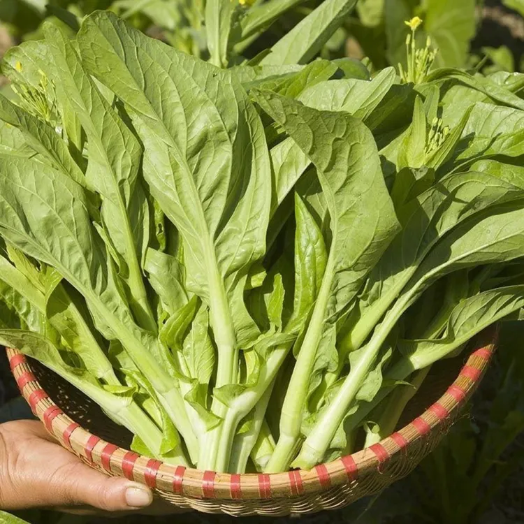 【白菜苔种子】种籽菜种苔菜四季菜心菜苔蔬菜孑菜芯莱菜籽心籽种
