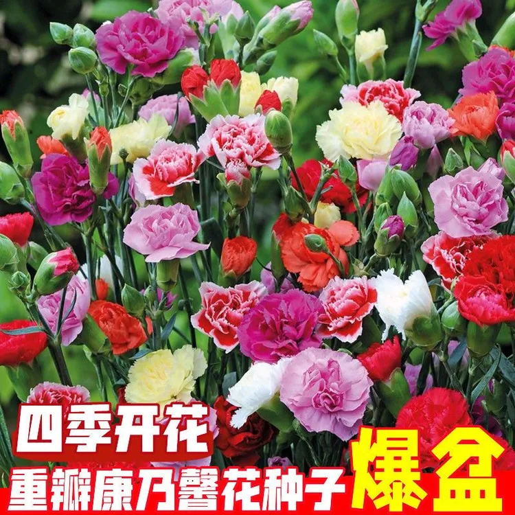 重瓣康乃馨花种子四季开花康乃馨花草种子庭院盆栽观花种子花种籽