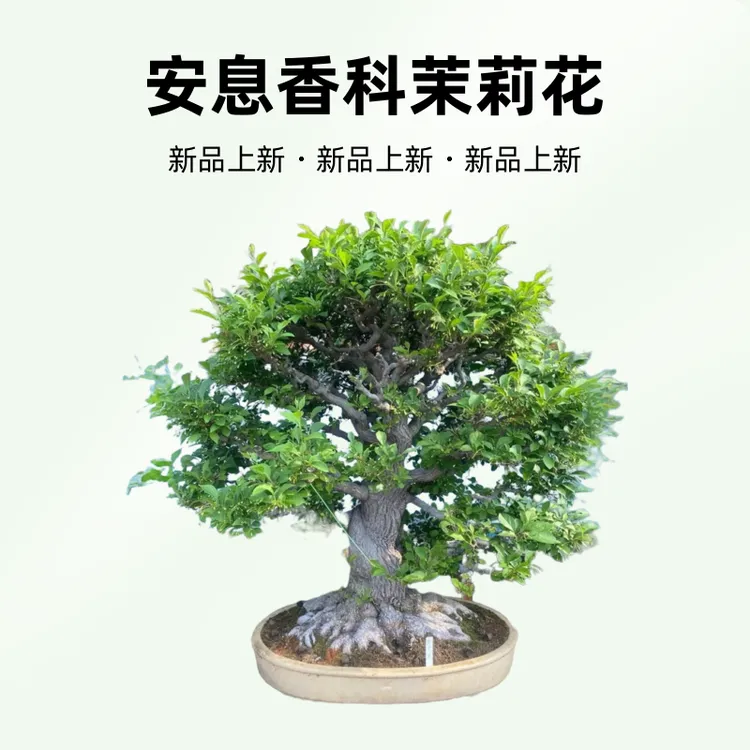 安息香科茉莉花非常香