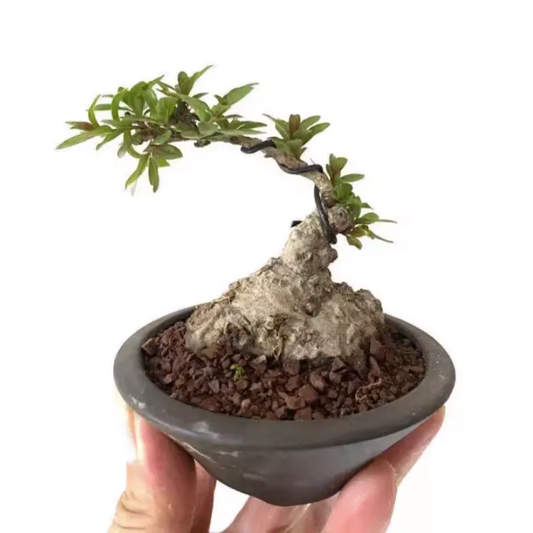 水杨梅盆景素材 直播间一物一拍