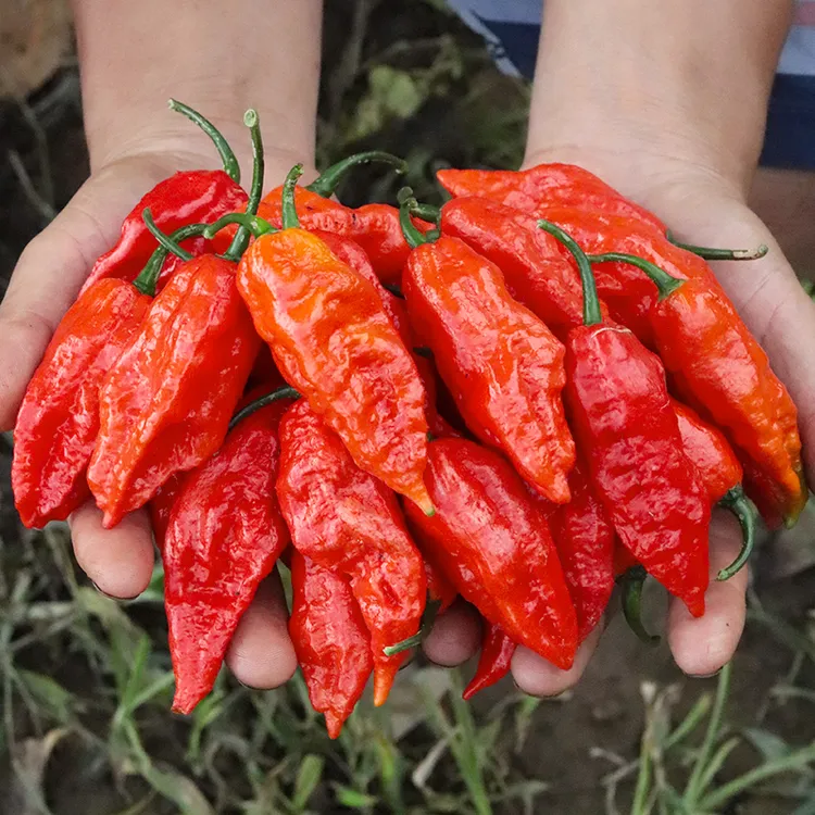 包邮新鲜采摘涮涮辣产地直销特辣魔鬼辣椒云南特产巨辣象鼻辣