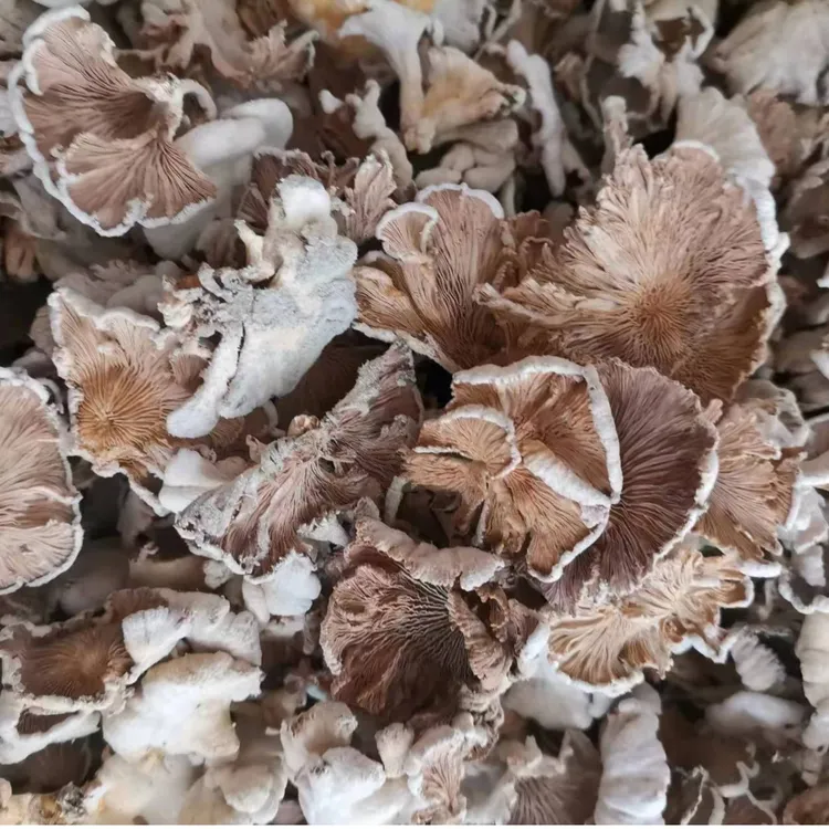 云南德宏白参菌干货 农家自晒特产50克裂褶菌白花白参沙参树花