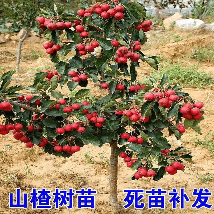 嫁接山楂树苗大金星山楂苗盆栽南北方种地栽庭院黄果山楂矮化果树