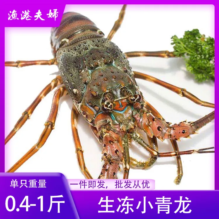 【2只起拍】生冻小青龙龙虾海产品大龙虾青龙仔澳洲龙虾顺丰包邮