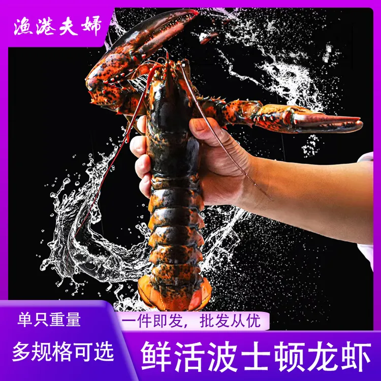 鲜活波士顿龙虾活体发货大龙虾澳洲龙虾加拿大龙虾顺丰澳龙大龙虾