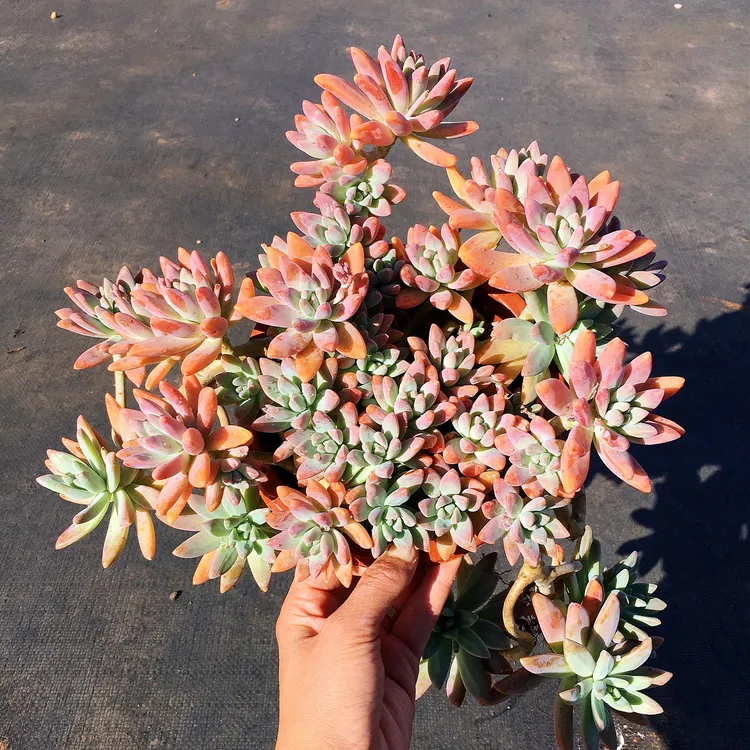 秋丽老桩 果冻粉色 不易褪色 室内 阳台庭院 好养护种植多肉植物