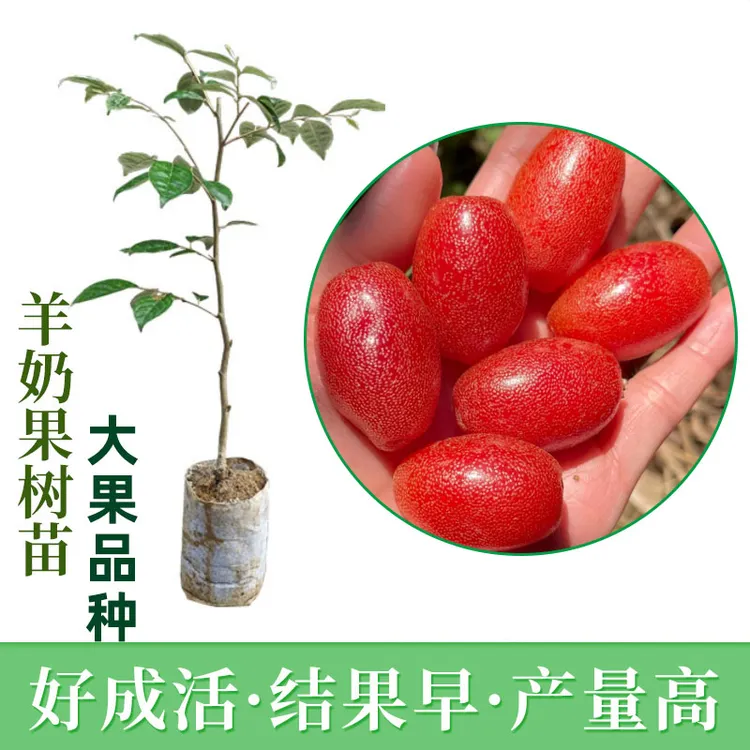 致远大果羊奶果嫁接苗德甜二号胡颓子苗大果型苗盆栽盆景地栽南方种植