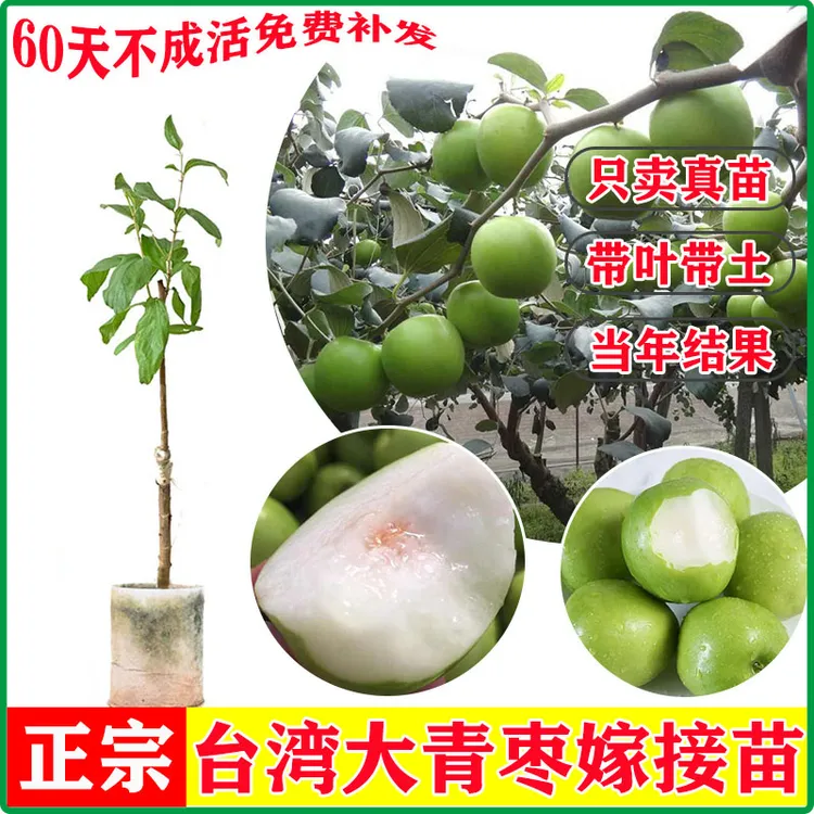 苹果枣大青枣牛奶枣树苗庭院盆栽嫁接果树当年开花结果带土带叶发