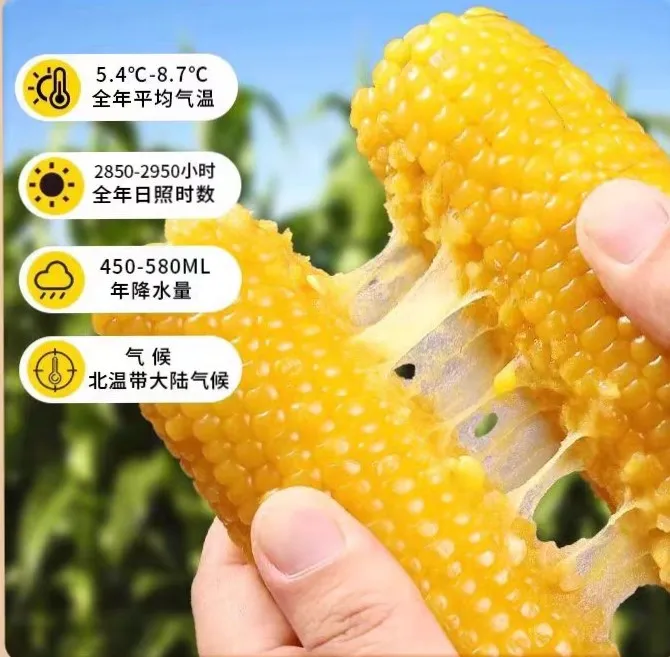 【到手10根】5-6斤 大东北黄糯玉米 真空独立包装 蒸煮即食